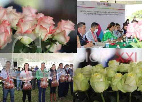 Crean nuevas variedades de rosas en Villa Guerrero; llevarán nombres mazahuas
